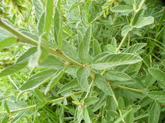 Eriosema psoraleoides