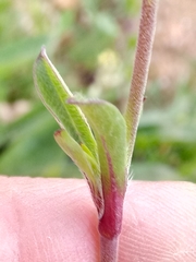 Silene colorata image