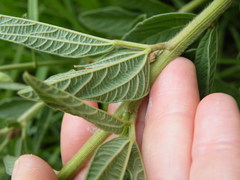 Eriosema psoraleoides