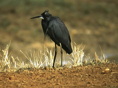 Egretta gularis