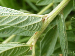 Eriosema psoraleoides