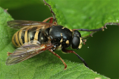Temnostoma apiforme