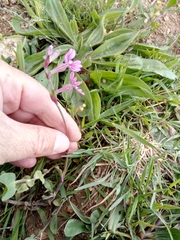 Silene colorata image