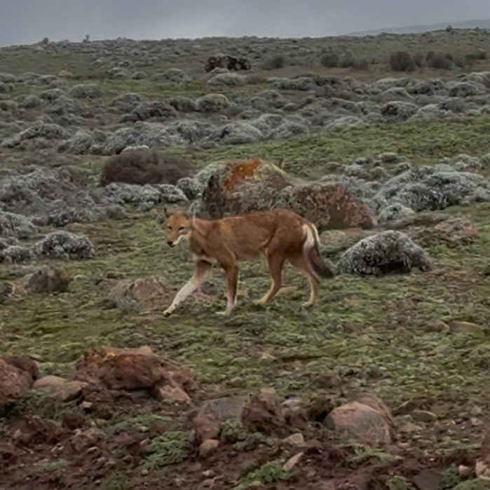 Canis simensis, Bale, Oromia, Ethiopia, by sadu
