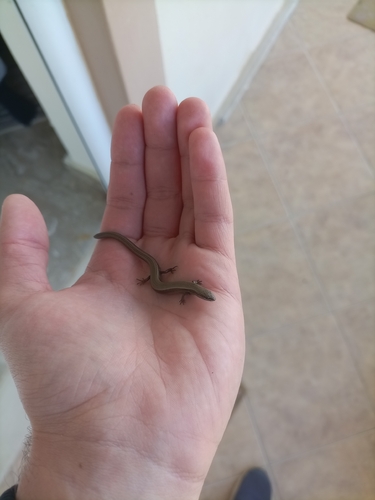 European Copper Skink