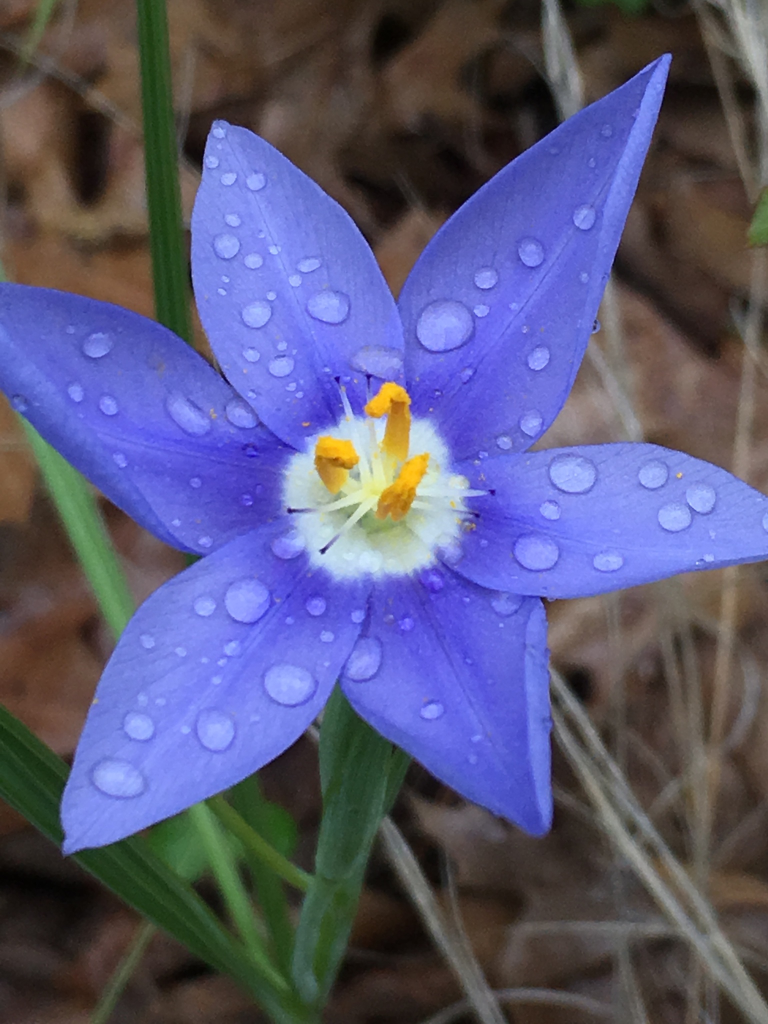 Nemastylis geminiflora
