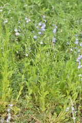 Lobelia berlandieri