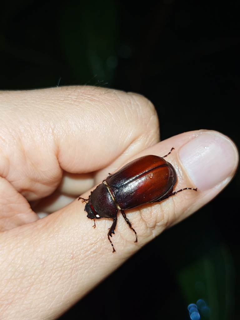 Miridiba bidentata
