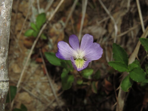 Viola portalesia, photograph 3
