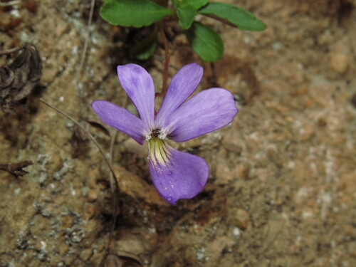 Viola portalesia, photograph 2