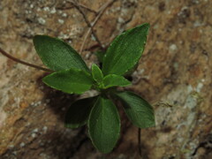 Nicolás Lavandero, CC BY, iNaturalist via GBIF Viola portalesia, photograph Nicolás Lavandero, CC BY, iNaturalist via GBIF
