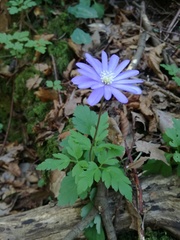 Anemonoides apennina