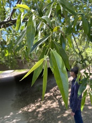 Salix