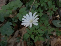 Anemonoides apennina