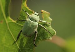 Hoplia parvula