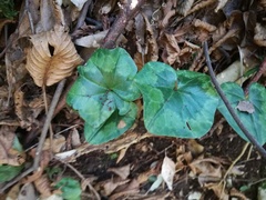 Cyclamen repandum
