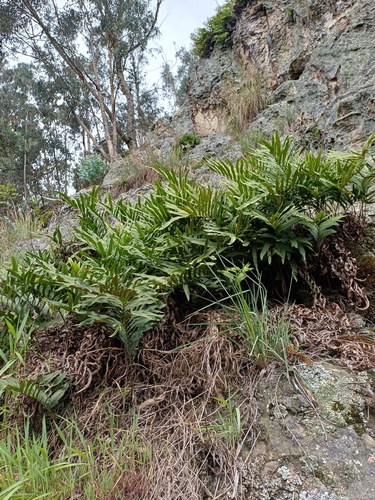 Serpocaulon triseriale, photograph 5
