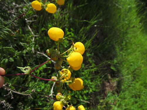 Calceolaria ascendens, photograph 6