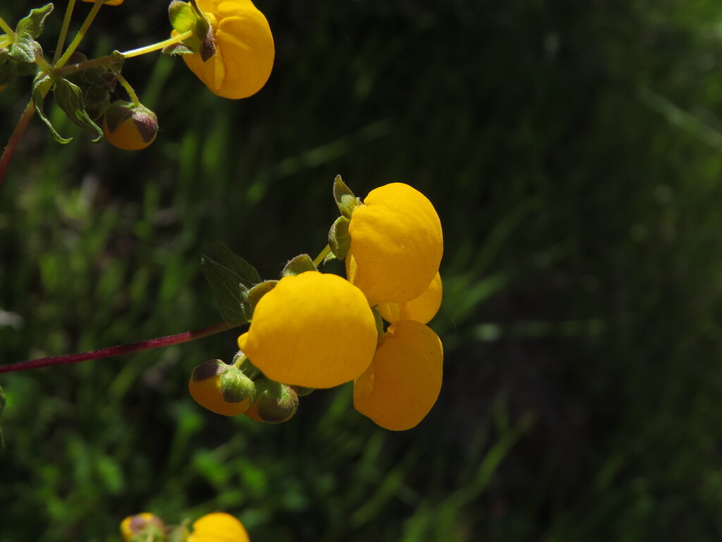 Calceolaria ascendens; photograph (c) Nicolás Lavandero, some rights reserved (CC BY)