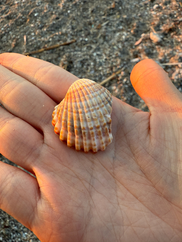 Acanthocardia tuberculata