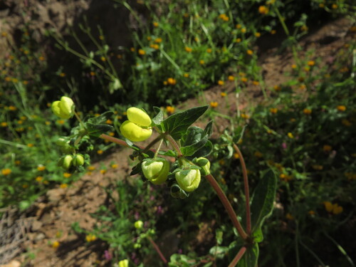 Calceolaria glandulosa, photograph 6