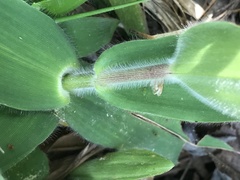 Dichanthelium scoparium