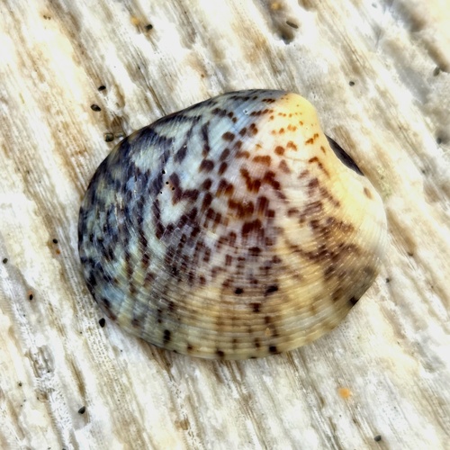 Leukoma granulata observed 2026-05-03