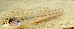Ammocrypta pellucida