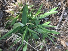 Dichanthelium scoparium