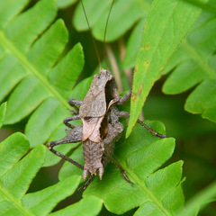 Atlanticus testaceus