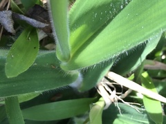 Dichanthelium scoparium