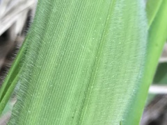 Dichanthelium scoparium