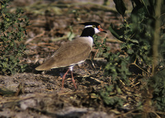 Vanellus tectus