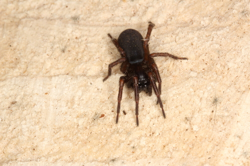 Coelotes solitarius