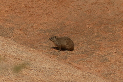 Procavia capensis welwitschii
