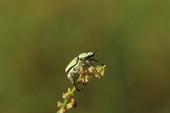 Hoplia parvula