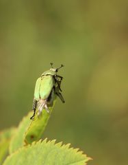 Hoplia parvula