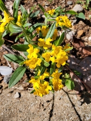 Lithospermum canescens