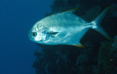 Trachinotus blochii