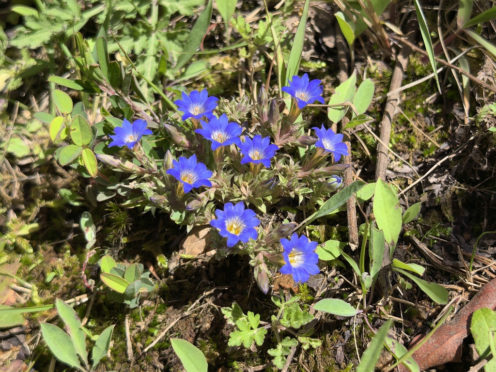 Gentiana sutchuenensis