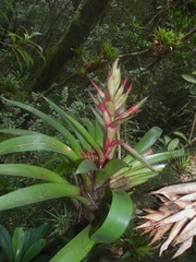 Tillandsia yunckeri