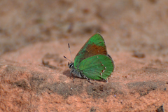 Callophrys affinis