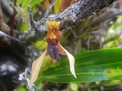 Maxillaria cucullata