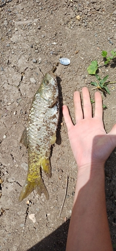 Smallmouth barb (Carasobarbus canis) — Cyprinidae — 5
