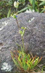 Orthrosanthus monadelphus