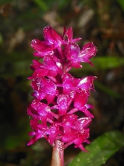 Arpophyllum spicatum