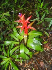 Tillandsia candelifera
