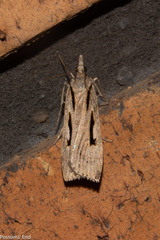 Scoparia rotuella