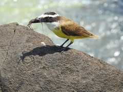 Pitangus sulphuratus argentinus