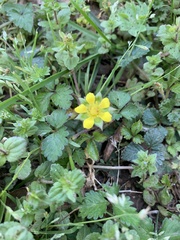 Waldsteinia fragarioides